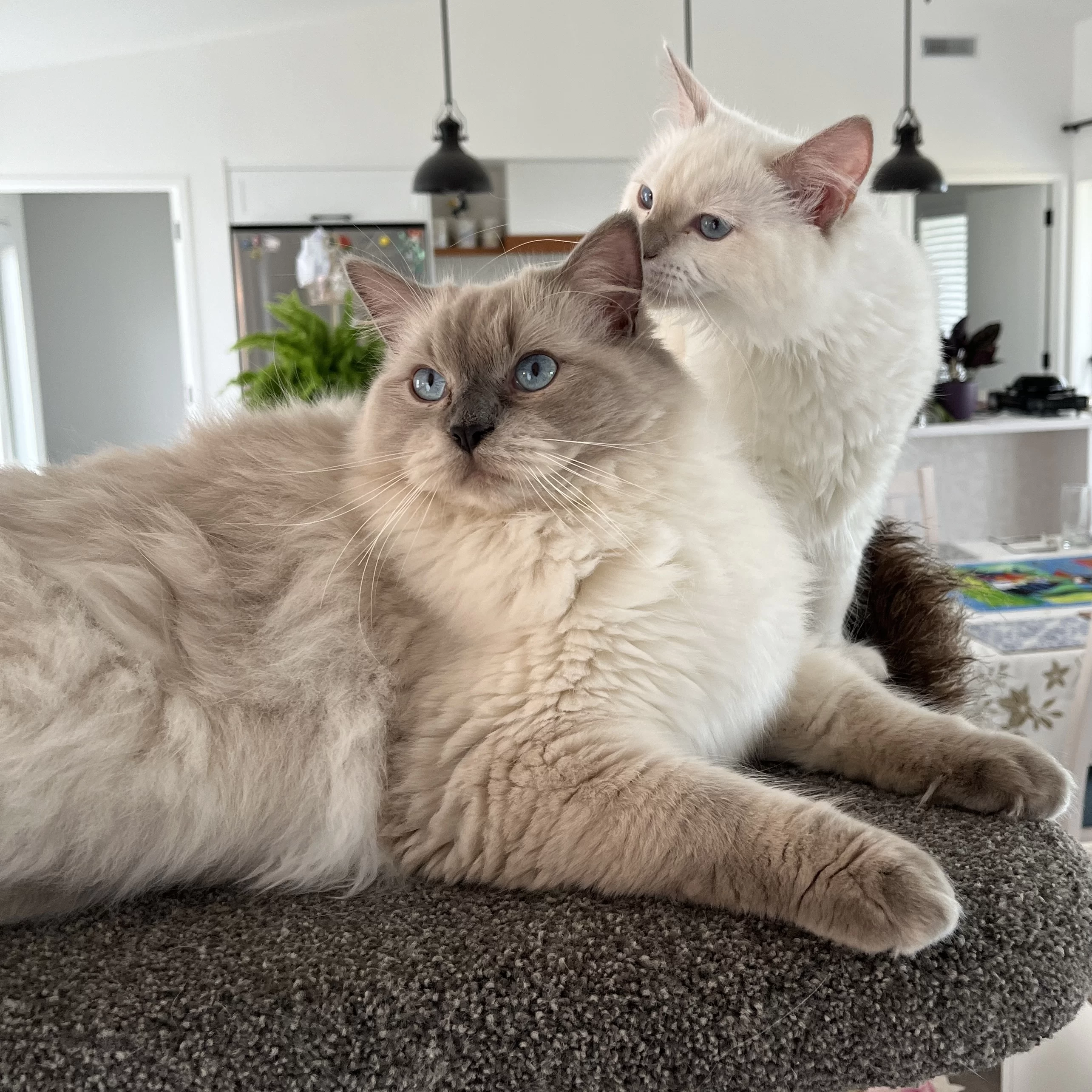 Ragroyalty Chosen One aka Lucky & Ragroyalty Princess Chelsea